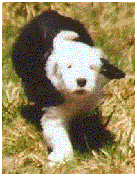 Hifield Old English Sheepdogs