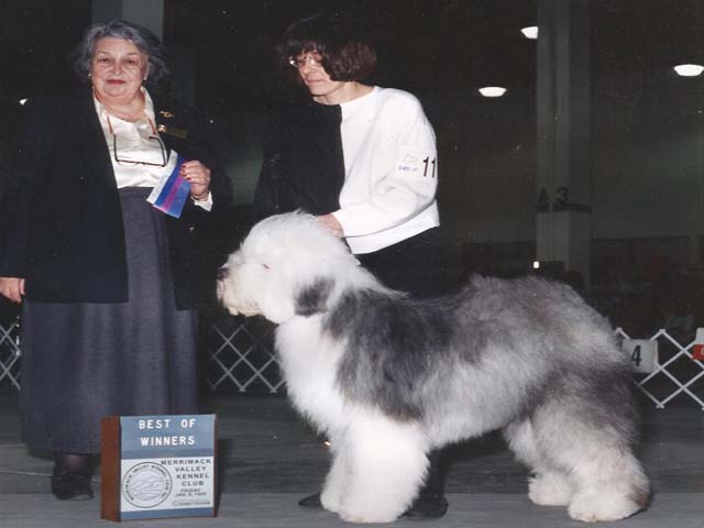 Old English Sheepdog
