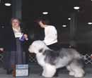 Old English Sheepdog