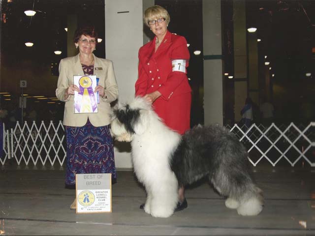 Old English Sheepdog