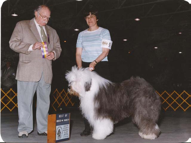 Old English Sheepdog