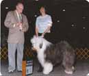 Old English Sheepdog