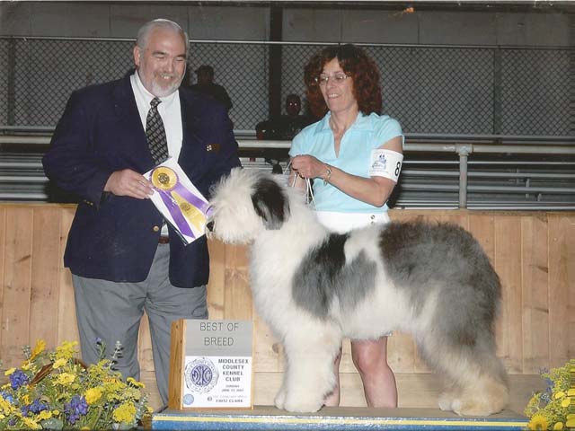 Old English Sheepdog
