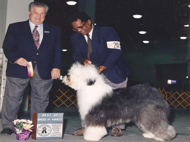 Old English Sheepdog