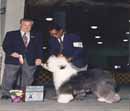 Old English Sheepdog