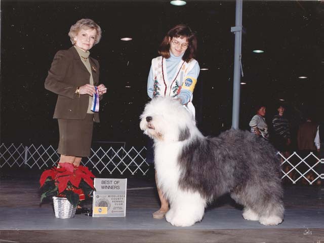 Old English Sheepdog