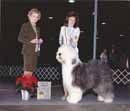 Old English Sheepdog