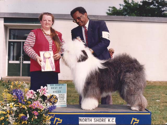 Old English Sheepdog