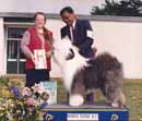 Old English Sheepdog